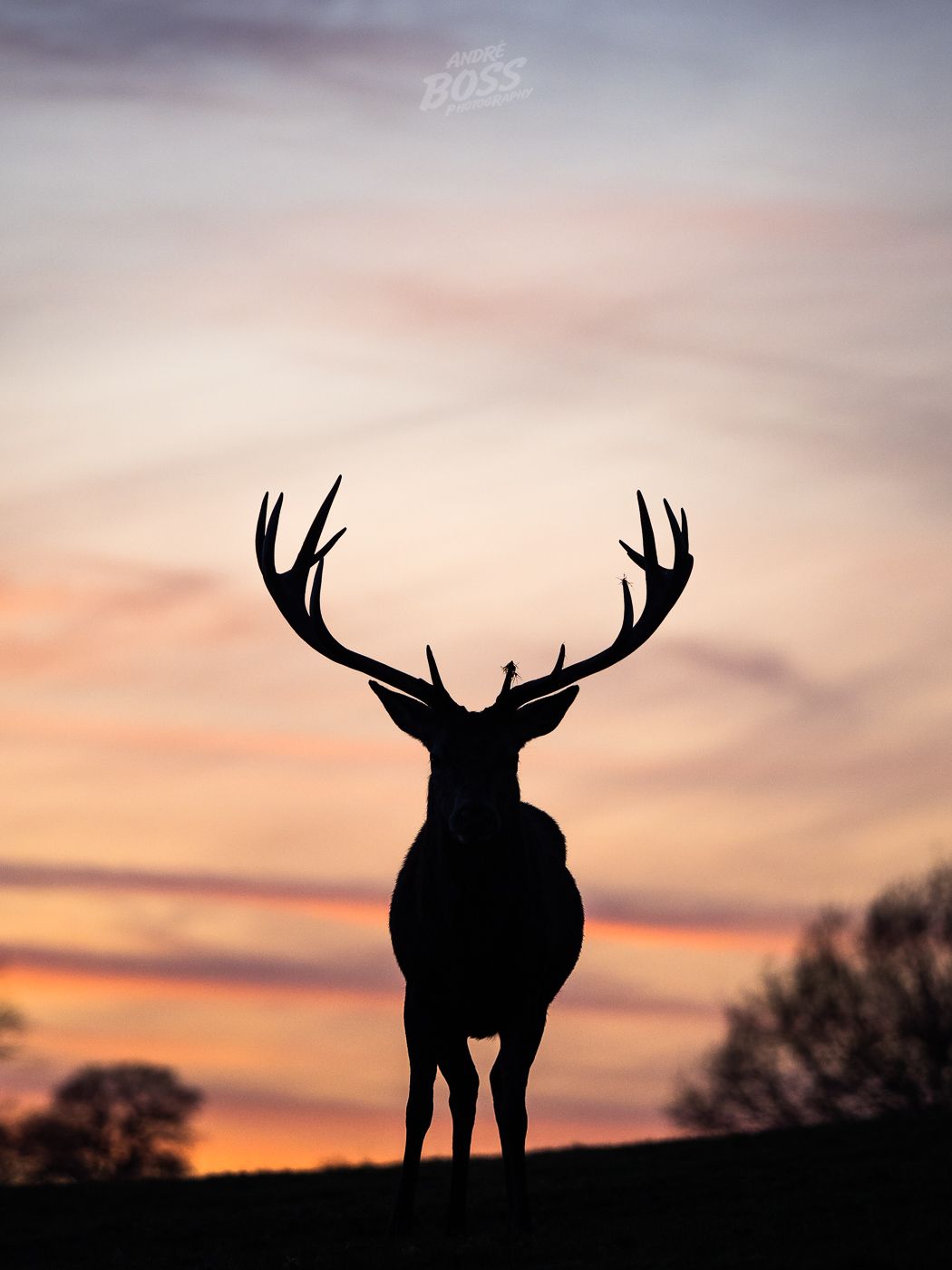 Stag in a Sunset